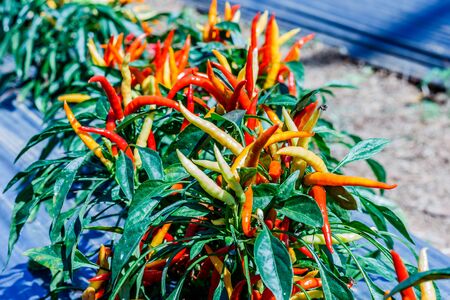 fresh chili tree in vegetable gardenの写真素材
