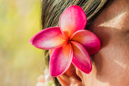 Pink  frangipani flowers Tuck ear women.の写真素材