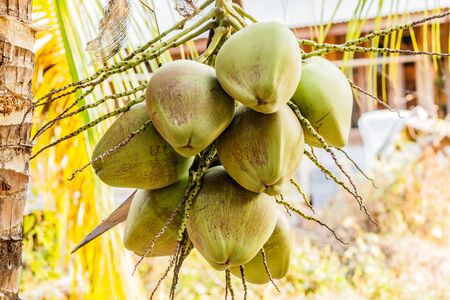 Bunch of young coconuts on tree.の写真素材