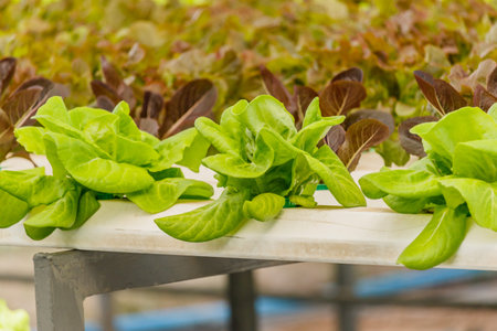 Organic hydroponic vegetables Vertical garden