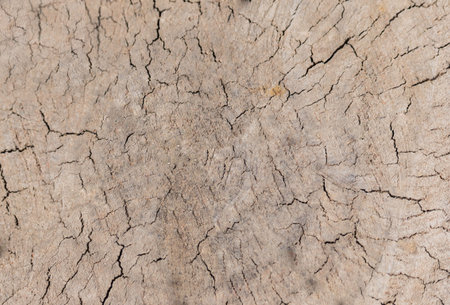 Wooden background  grunge wood boardの写真素材