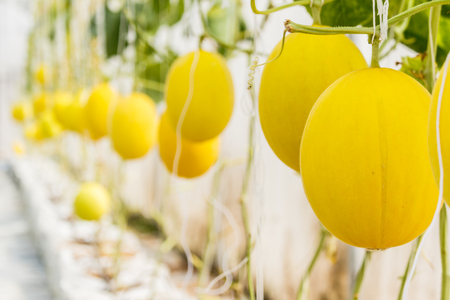 Yellow Cantaloupe melon growing in a greenhouse.の写真素材