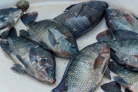 Tilapia fish in Thailand local marketの写真素材