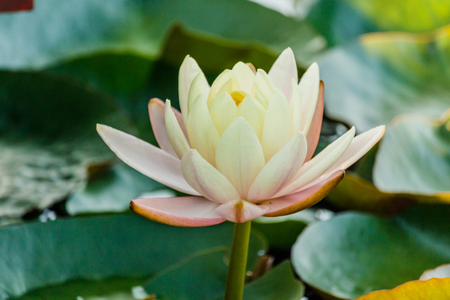 beauty white lotus flowerの写真素材