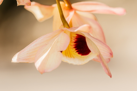 Beautiful yellow orchid in forest.の写真素材