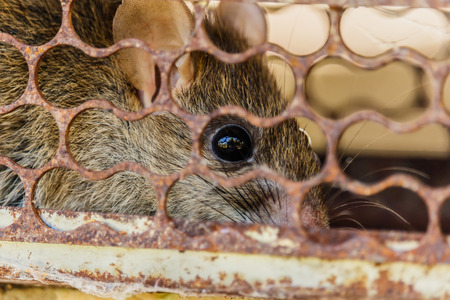 Close up of anxious rat trapped and caught in metal cageの写真素材