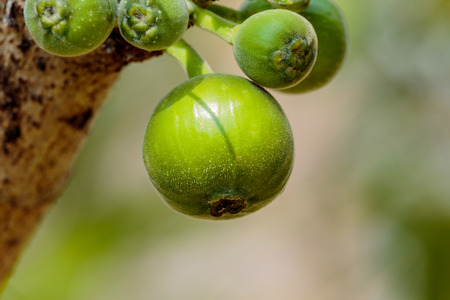 Green figs on the treeの写真素材