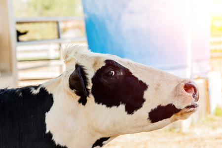 black and white dairy cow. A close up of a cow's headの写真素材