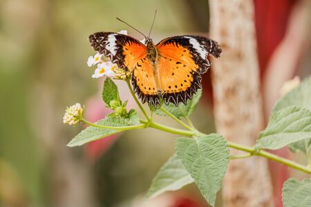 Fly butterfly on flower and green leafの写真素材