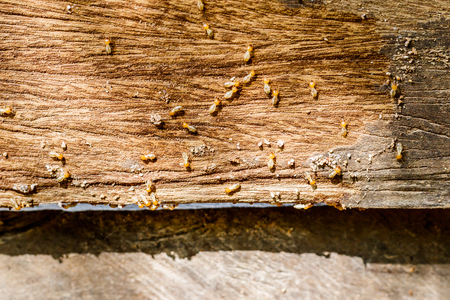 selective focus on the group of termites on the wood floorの写真素材
