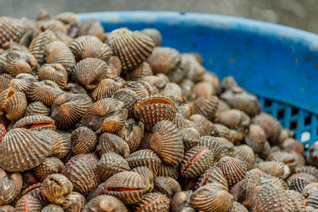 Selling fresh Blood Cockle on the local market in thailand.の写真素材