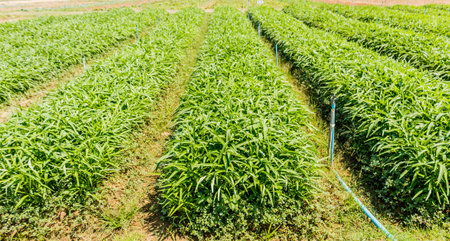 morning glory is the row in the gardenの写真素材