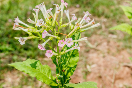 Closeup of a blossoming tobacco plant.の写真素材