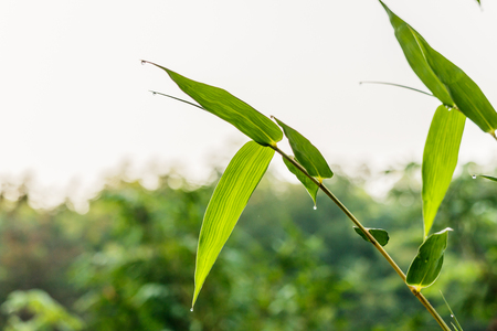 natural green bamboo leaf with wather dropの写真素材