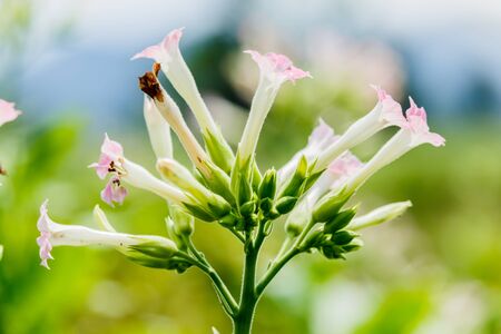 Closeup of a blossoming tobacco plant.の写真素材