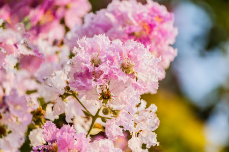 Queen's flower Lagerstroemia macrocarpa Wall. purple beautiful on treeの写真素材