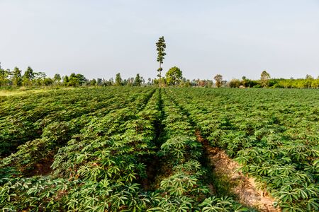 Cassava farm green plant agriculture view landscapeの写真素材