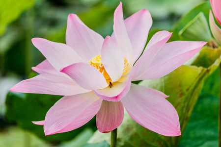 beautiful pink waterlily or lotus flower in pondの写真素材