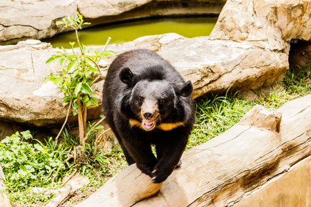 Black bear in the forest asia thailandの写真素材