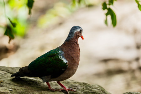 Beautiful pigeon close up in nature background.