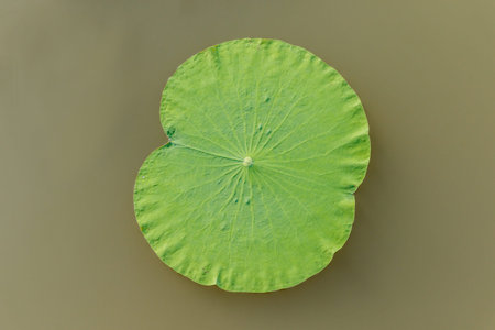 details of  green lotus leaves over water.の写真素材