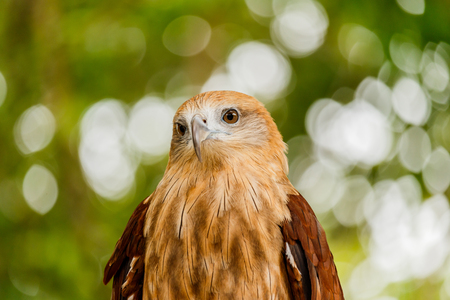 Close up portrait of a red tailed hawk .の写真素材