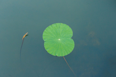 details of  green lotus leaves over water.の写真素材
