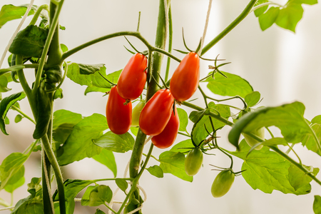 Vegetable garden with plants of red tomatoes.の写真素材