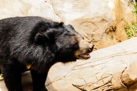 Black bear in the forest asia thailandの写真素材