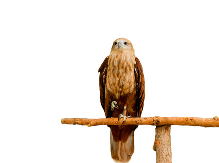 Close up portrait of a red tailed hawk isolate on white background.の写真素材