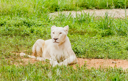 white lion lives in a natural park in thailand.の写真素材