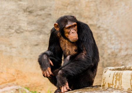 The portrait of black chimpanzeeの写真素材