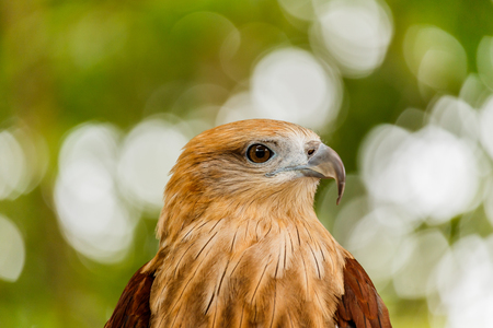 Close up portrait of a red tailed hawk .の写真素材