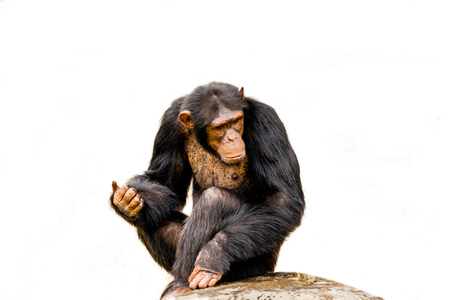 The portrait of black chimpanzee isolate on white background.の写真素材