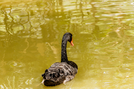 Black single swan on the water surfaceの写真素材