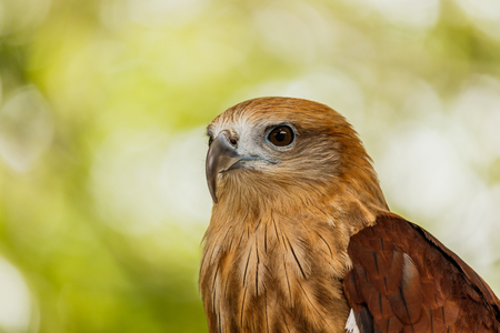 Close up portrait of a red tailed hawk .の写真素材
