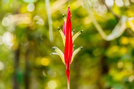 beautiful Yellow and red Heliconia flowers in the gardenの写真素材
