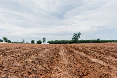 Cassava planting area or cassava farm fieldの写真素材