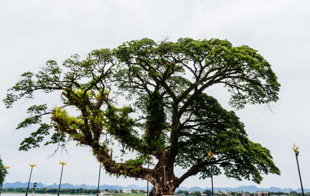 Ancient tropical rain tree Thailand.の写真素材