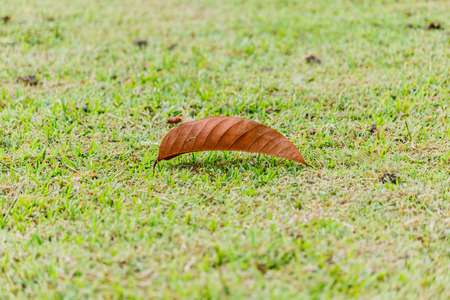 Closeup Leaves dry brown on green grass in the park.の写真素材