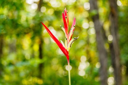 Beautiful Yellow and red Heliconia flowers in the gardenの写真素材