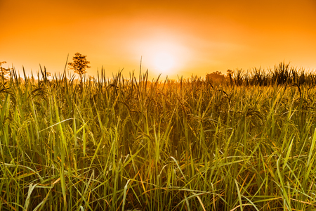 Rice grains in the sun And morning fogの写真素材