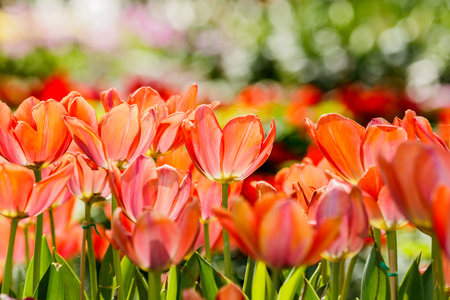 Beautiful tulips in tulip field with bouquet  backgroundの写真素材
