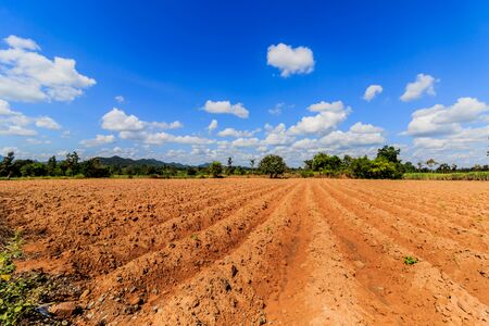 Cassava growing area In the blue sky backgroundの写真素材