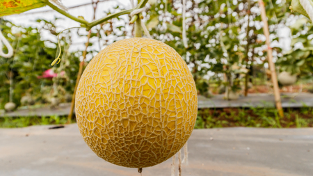 Yellow Cantaloupe melon growing in a greenhouse.の写真素材