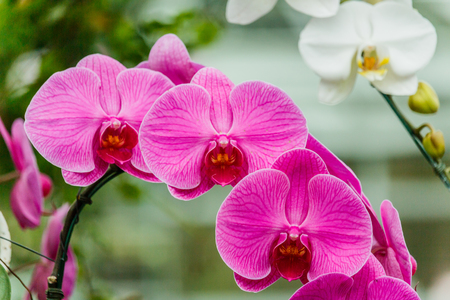 Orchid flower in orchid gardenの写真素材