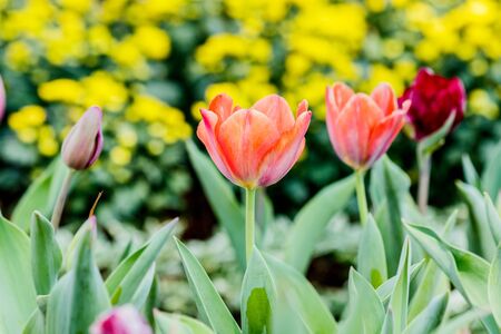 Beautiful tulips in tulip field with bouquet  backgroundの写真素材