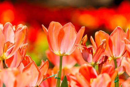 Beautiful tulips in tulip field with bouquet  backgroundの写真素材