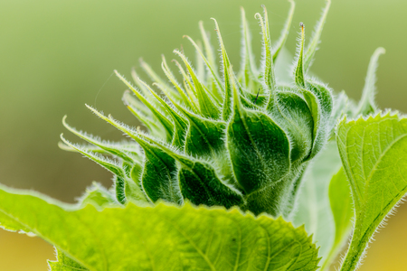 Young flower of sunflower in the field.の写真素材
