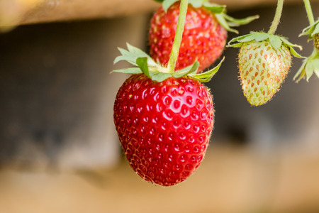 Strawberries on a strawberry plant on a strawberry plantation.の写真素材